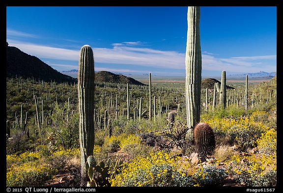 Springtime in the Sonoran Desert. Saguaro National Park (color)