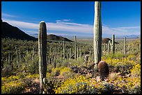Springtime in the Sonoran Desert. Saguaro National Park ( color)
