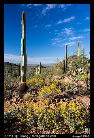 Sonoran Desert in bloom. Saguaro National Park (color)