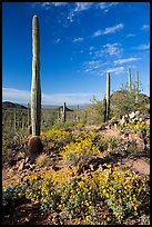 Sonoran Desert in bloom. Saguaro National Park ( color)