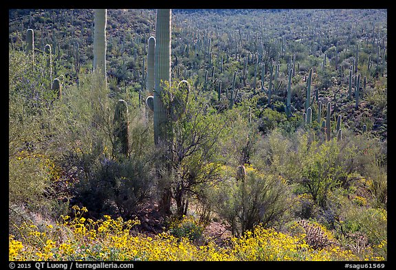Bajada in springtime. Saguaro National Park (color)