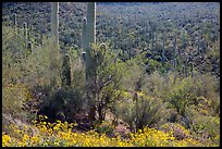 Bajada in springtime. Saguaro National Park ( color)