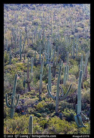 Dense saguaro cactus forest on Bajada. Saguaro National Park (color)