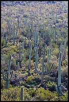 Dense saguaro cactus forest on Bajada. Saguaro National Park ( color)