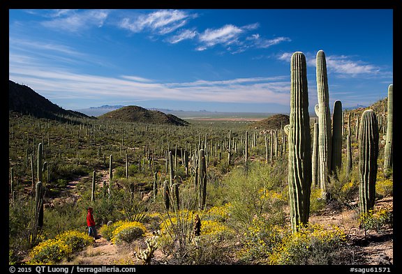 Visitor looking, Valley View trail. Saguaro National Park (color)