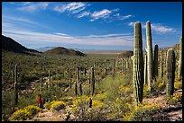 Visitor looking, Valley View trail. Saguaro National Park, Arizona, USA.