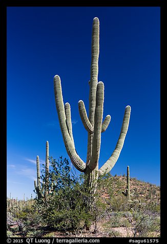 Old saguaro cactus. Saguaro National Park (color)