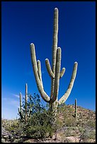 Old saguaro cactus. Saguaro National Park ( color)