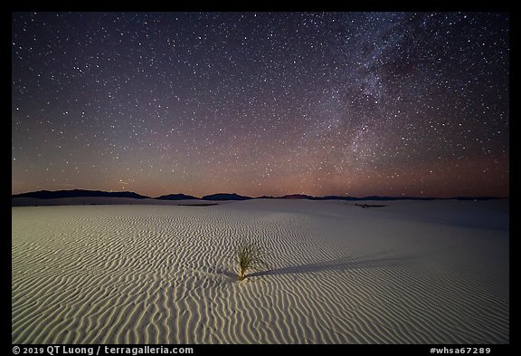 Yucca and ripples and night. White Sands National Park, New Mexico, USA.