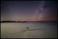 Yucca and ripples and night. White Sands National Park, New Mexico, USA.