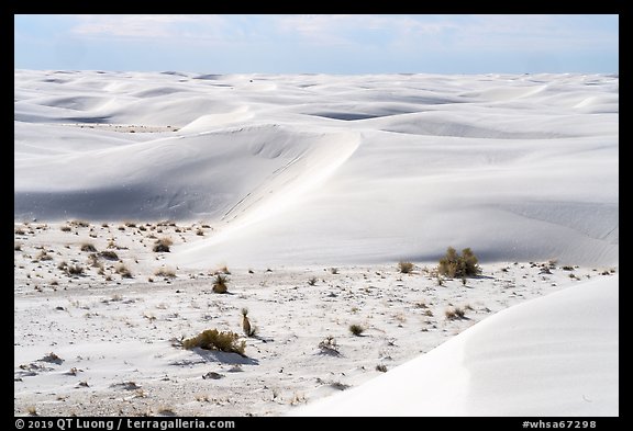 Depression with vegetation and dunes. White Sands National Park (color)