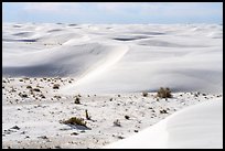 Depression with vegetation and dunes. White Sands National Park ( color)