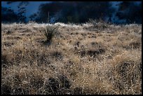 Grasses and shurbs. White Sands National Park ( color)