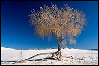Rio Grande Cottonwood tree (Populus deltoids subspecies wizlizenii) in late autumn. White Sands National Park ( color)