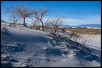 Dunes with Rio Grande Cottonwood trees. White Sands National Park ( color)