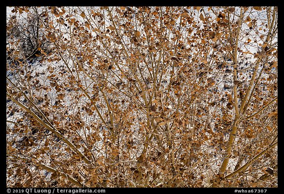 Rio Grande Cottonwood branches and leaves. White Sands National Park (color)