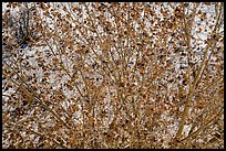 Rio Grande Cottonwood branches and leaves. White Sands National Park ( color)