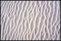 Close-up of dune ripples and kangaroo rat tracks. White Sands National Park, New Mexico, USA.