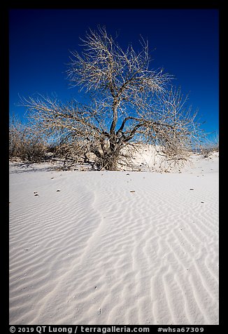 Rio Grande Cottonwood growing on sand dunes. White Sands National Park (color)