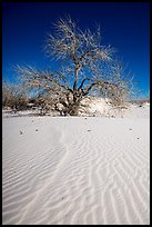 Rio Grande Cottonwood growing on sand dunes. White Sands National Park ( color)