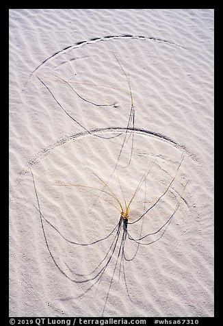 Close-up of grasses on dunes with trails. White Sands National Park (color)