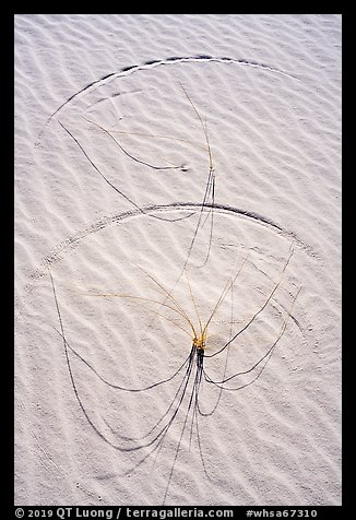 Close-up of grasses on dunes with trails. White Sands National Park (color)