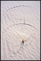 Close-up of grasses on dunes with trails. White Sands National Park ( color)