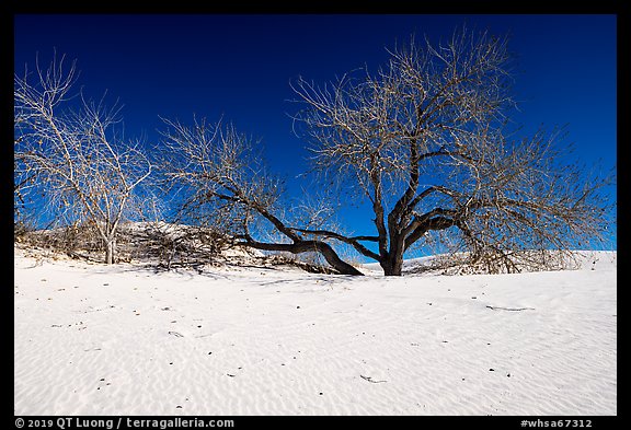 Rio Grande Cottonwood trees and sand dunes. White Sands National Park (color)