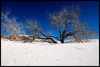 Rio Grande Cottonwood trees and sand dunes. White Sands National Park ( color)