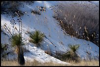 Yucca and grasses on dune flank. White Sands National Park ( color)