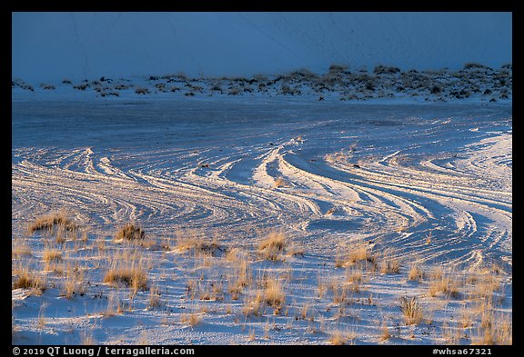 Grasses and dune footprints. White Sands National Park (color)
