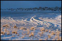 Grasses and dune footprints. White Sands National Park ( color)