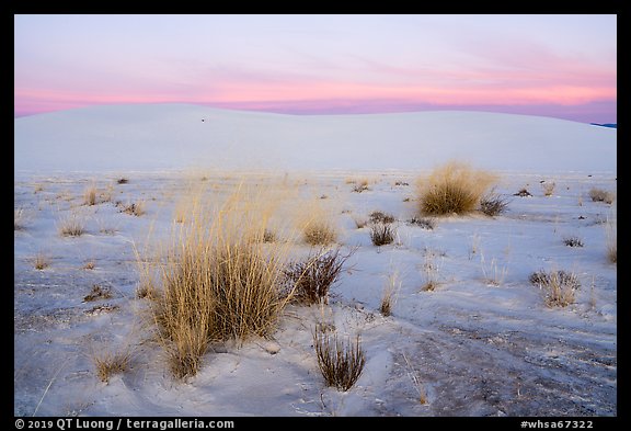 Little Bluestem and Alkali Sacaton grasses between dunes at sunset. White Sands National Park (color)