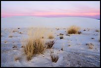 Little Bluestem and Alkali Sacaton grasses between dunes at sunset. White Sands National Park ( color)