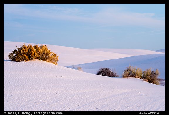 Srubs in dune field. White Sands National Park (color)