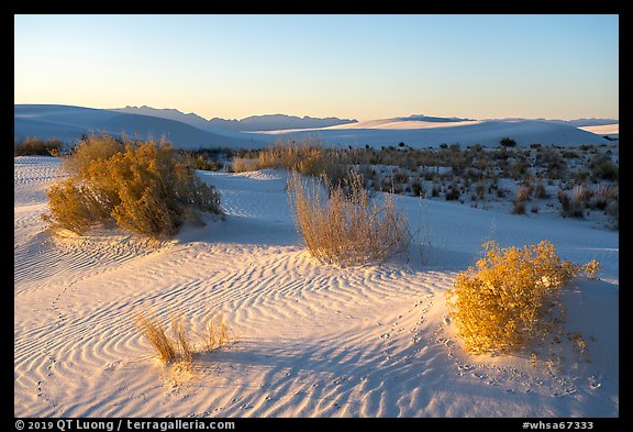 Animal footprints and shurbs in sand dunes. White Sands National Park (color)