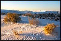 Animal footprints and shurbs in sand dunes. White Sands National Park ( color)