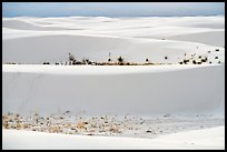 Dune ridges and dune vegetation. White Sands National Park ( color)