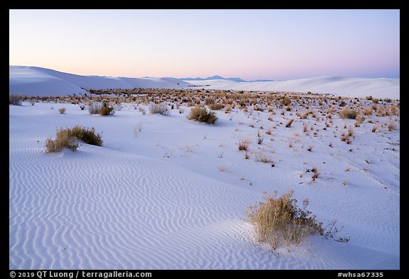 Shrubs and dunes at twilight. White Sands National Park (color)