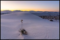 Dunes and soaptree Yucca in autumn at sunset. White Sands National Park ( color)