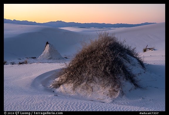 Sumac pedestals at sunset. White Sands National Park (color)