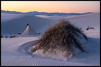 Sumac pedestals at sunset. White Sands National Park ( color)