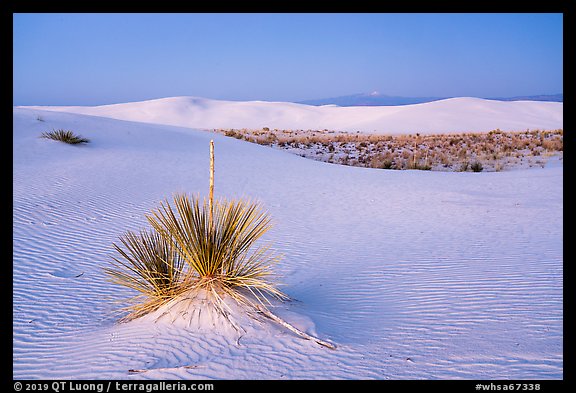 Yuccas and dune field at dusk. White Sands National Park (color)