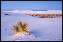 Yuccas and dune field at dusk. White Sands National Park ( color)