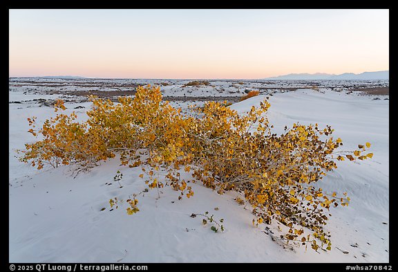 Rio Grande cottonwood shurbs with autumn foliage at dusk. White Sands National Park (color)