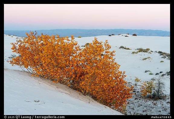Rio Grande cottonwood in autumn and white sands at dusk. White Sands National Park (color)
