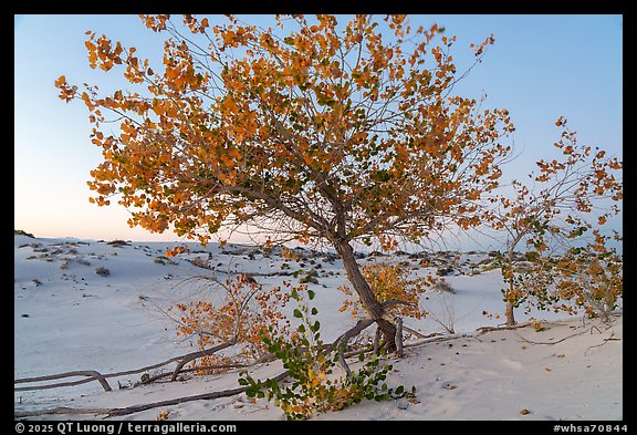 Rio Grande cottonwood trees in autumn. White Sands National Park (color)