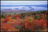 Shrubs and Frenchman Bay from Cadillac mountain. Acadia National Park ( color)