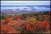 Shrubs and Frenchman Bay from Cadillac mountain. Acadia National Park, Maine, USA.