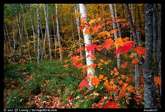 Autumn forest scene with white birch and red maples. Acadia National Park, Maine, USA.